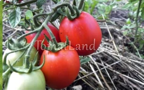 Томат Маруся: описание сорта, ОТЗЫВЫ (21), фото, урожайность