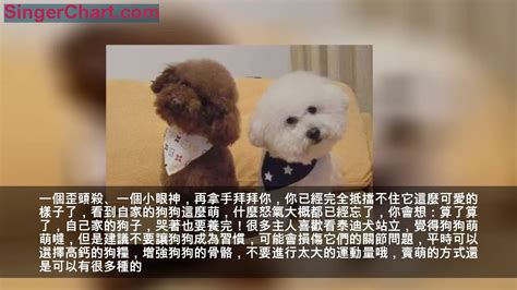 泰迪犬在犯錯後，通常會有這5個表現，快成「人精」了！ 表現一、裝可憐 表現二、賣萌討你開心 表現三、裝作不知道 表現四、習以為常 表現五、出賣