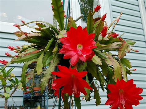 Các loài Hoa Quỳnh Hoa Quỳnh tiếng Anh là gì Epiphyllum hay Night