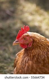 Close Single Female Brown Feathered Chicken Stock Photo 55664734 ...