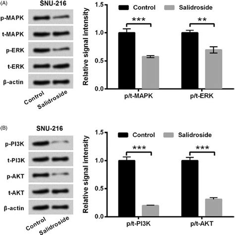 Salidroside Inhibited Mapk Erk And Pi K Akt Pathways Snu Cells