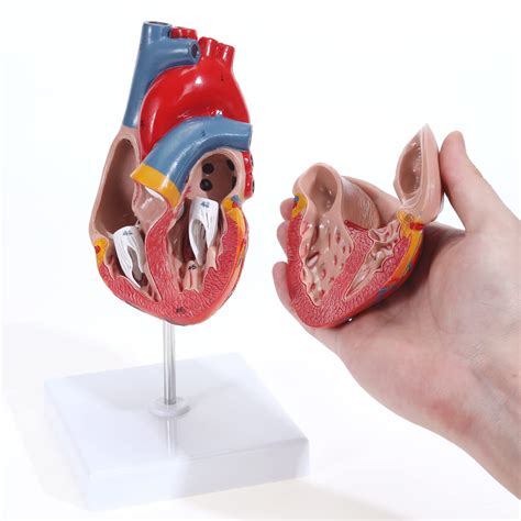 Human Heart Model 2 Part Life Size Anatomically Heart Medical Model