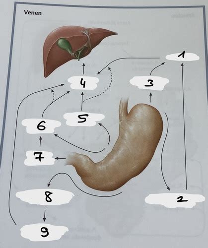 Ven Se Versorgung Magen Schema Flashcards Quizlet