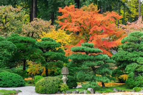 Fall Color Updates – Portland Japanese Garden