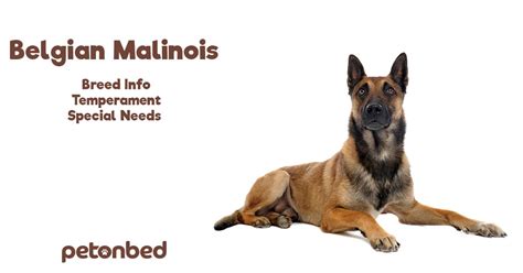 Belgian Malinois • Dog Breed Info Temperament