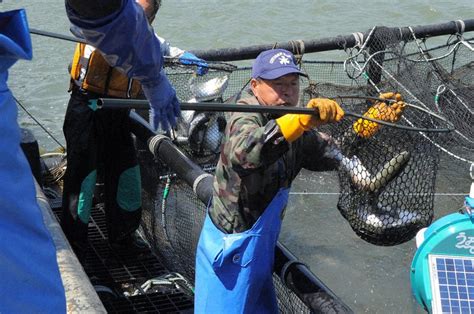 「ご当地サーモン」養殖で活路を 秋サケ、マス不漁で 北海道 毎日新聞