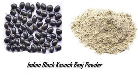 Konj Beej Churna Velvet Bean Cow Itch Cowitch Cowhage Black Bean