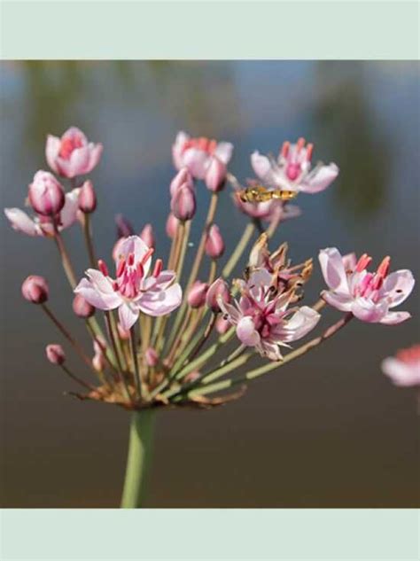 Schwanenblume Blumenbinse Butomus Umbellatus