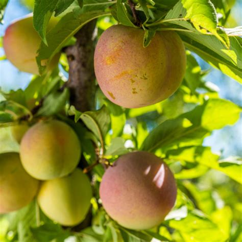 Prunus Domestica Reine Claude D Oullins Prunier Racines Nues