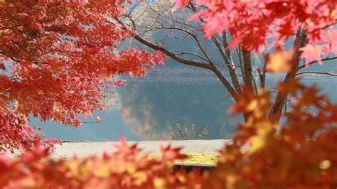 The Best Places To Appreciate Fall Foliage In Chiba Mapleventurous