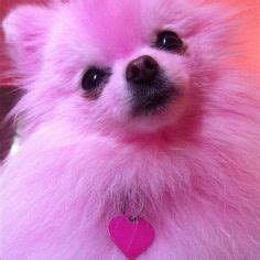 1000+ images about pink dog on Pinterest | Pink dog, Pink poodle and Poodles