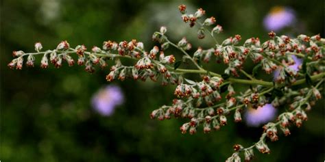 Mugwort: Its magical and medical uses | Spiral Nature Magazine