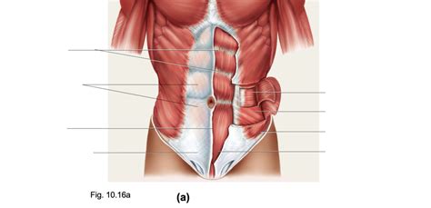 Lab E Muscles Of The Anterior Abdomen Diagram Quizlet