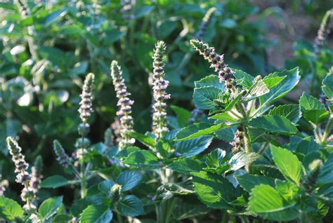 What To Do If Tulsi Plant Dies At Jamie Penaloza Blog