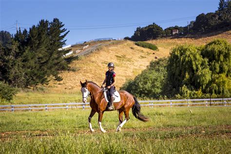 Trot-to-Canter Transitions: a VERY good exercise — Jec Ballou Equine ...