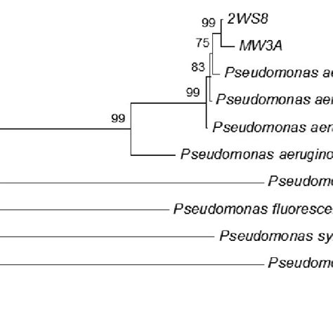 Phylogenetic Analysis Of P Aeruginosa Strain 2ws8 Pvdq Gene Download Scientific Diagram