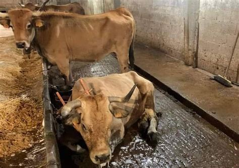 La Covid De Las Vacas Se Extiende Por Toda Asturias Y Los Ganaderos