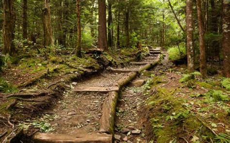 Trekking Through the Smokies: A Guide to Gatlinburg Hiking Trails ...