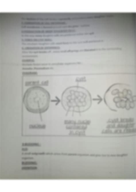 Solution Asexual Reproduction In Plants And Animals Studypool