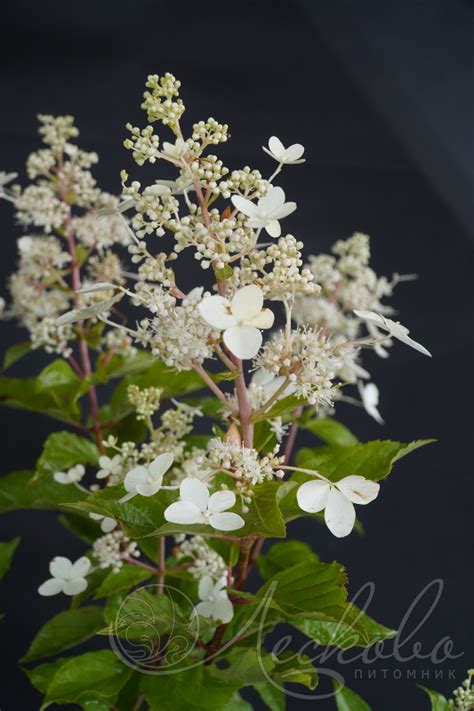 Гортензия метельчатая (Hydrangea paniculata `Big Ben`) - Гортензия ...