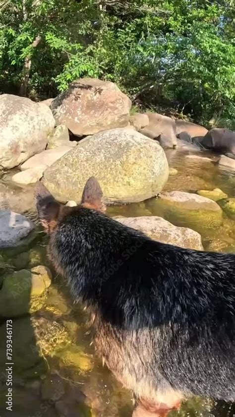 Cachorra Pastor Alemán refrescándose y jugando un día caluro de verano