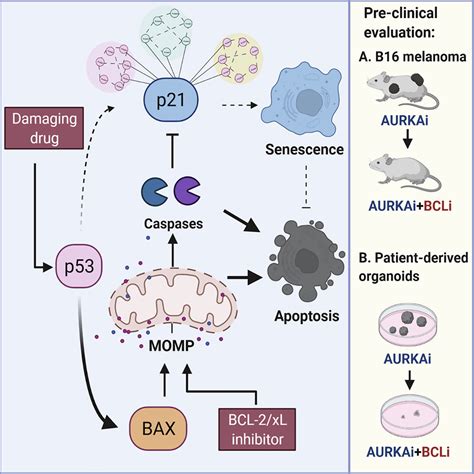 Bcl Xl Inhibition Potentiates Cancer Therapies By Redirecting The