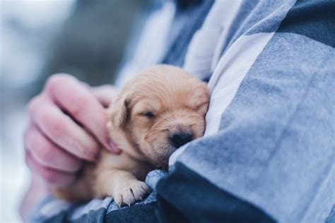 Quels Noms De Chien Sont Les Plus Populaires En France Pawshake Blog