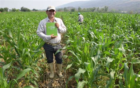 ¿dónde Se Realiza La Agricultura Comercial Agricultura Comercial