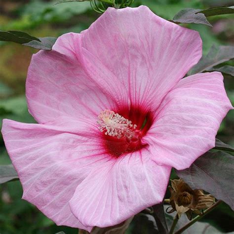 Hibiscus Electric Wizard This New Hardy Hibiscus Produces Spellbinding 9 To 10 Inch Wide