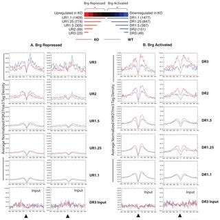 Brg Deletion Leads To Genome Wide Increased H K Me At Brg Activated