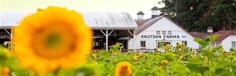 SUNFLOWER DAYS '24 — KNUTSON FARMS INC