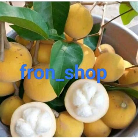 Jual Buah Kecapi Segar Presh Langsung Petik Shopee Indonesia