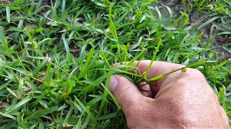 Weeds That Look Like Grass Explore 9 Best Grass Like Lawn Weeds Eathappyproject