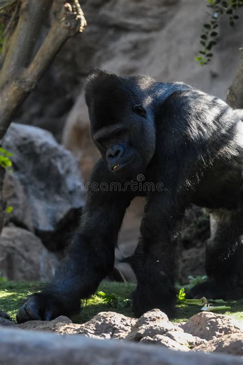 Strong Adult Black Gorilla stock photo. Image of animal - 170146434