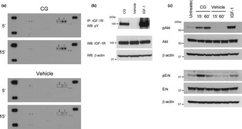 Insulin‐like Growth Factor‐1 Signaling Is Responsible For Cathepsin G‐induced Aggregation Of