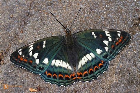 Gro Er Eisvogel Weibchen Bild Bestellen Naturbilder Bei Wildlife Media