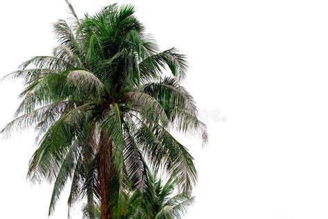 Árbol De Coco Aislado En Fondo Blanco Palmera Tropical Atacada Por