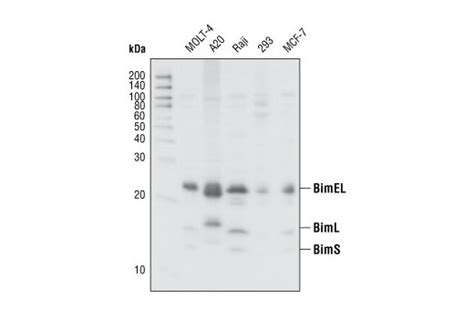 Bim Antibody Cell Signaling Technology