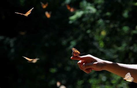 Crearán santuario de mariposa Monarca en Villa de Reyes