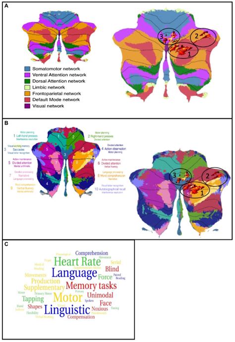 A Left Map Of The Functional Networks Buckner Et Al 2011 Right Download Scientific