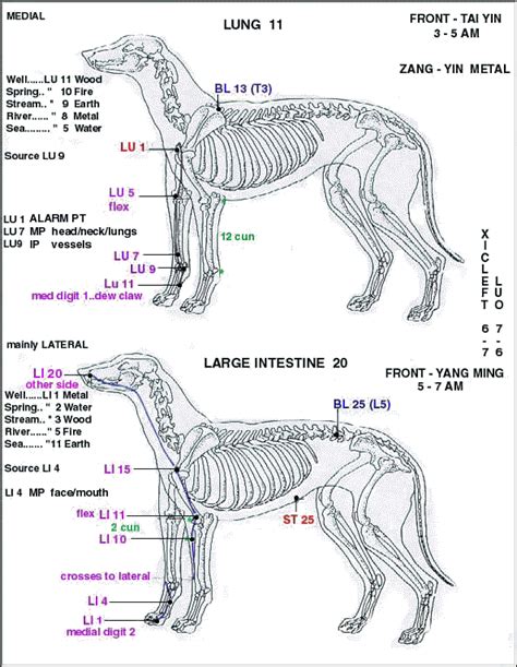 Canine Points