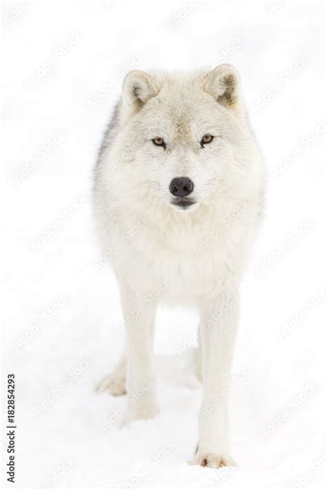 Arctic wolf (Canis lupus arctos) isolated on a white background walking ...