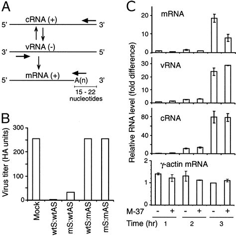 Rna Interference Of Influenza Virus Production By Directly Targeting