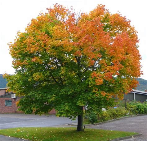 7 Common Types Of Maple Trees In The Uk Progardentips