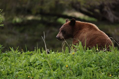 Bears And Birds In Juneau Alaska Flickr