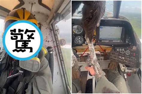 Terrifying Bird Strike Giant Eagle Crashes Into Plane And Gets Stuck