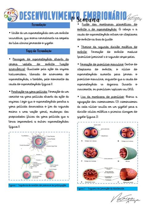 Mapa Mental Desenvolvimento Embrionario Embriologia Images