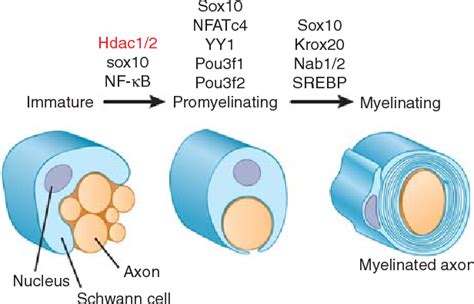 Figure 4 from Schwann cell myelination. | Semantic Scholar