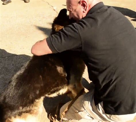 Moment Mouvant O Un Chien Militaire Retrouve Son Ancien Ma Tre Deux