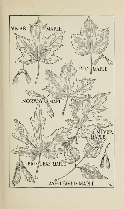 Identifying Maples For Backyard Sugaring Four Season Foraging